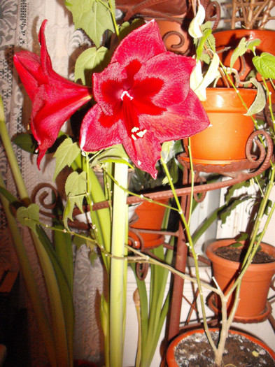 Picture 114 - Amaryllis 2012