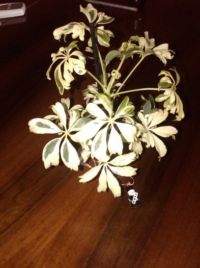 schefflera; 1 martie  - martisor
