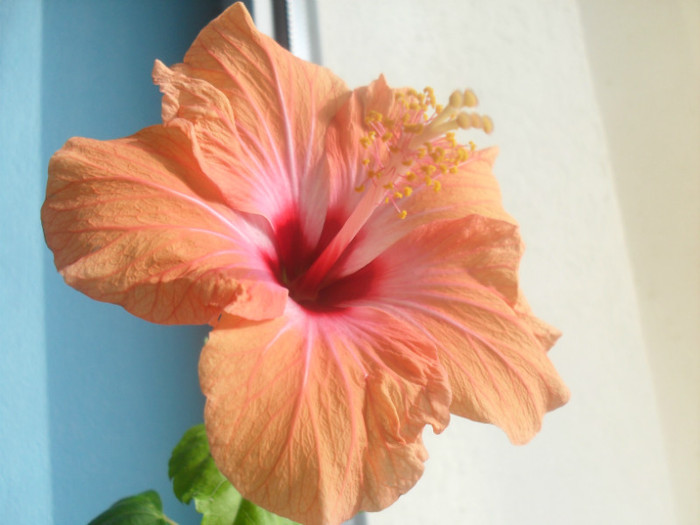 Holliday Yellow - HIBISCUS 2012