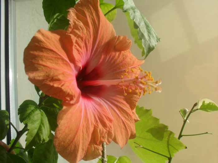 14 feb. 2012 - HIBISCUS 2012