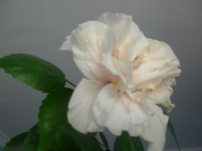 Hibiscus alb-crem - HIBISCUS 2012