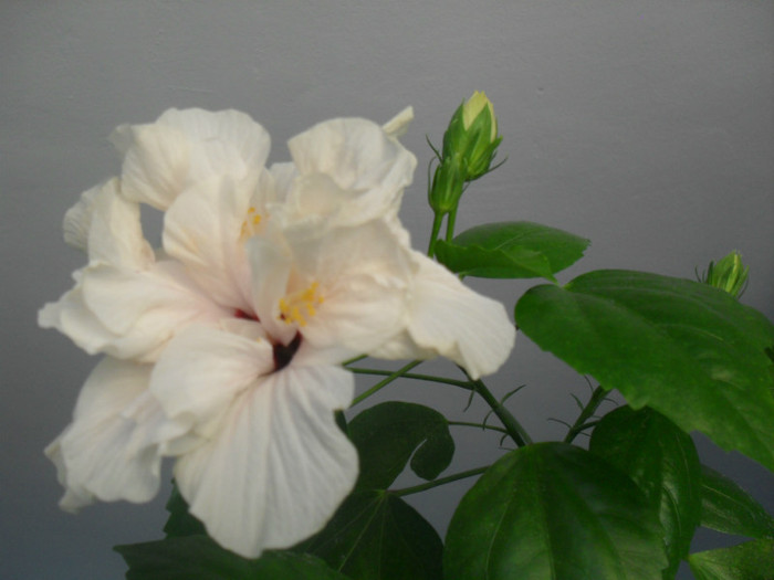 007 - HIBISCUS 2012