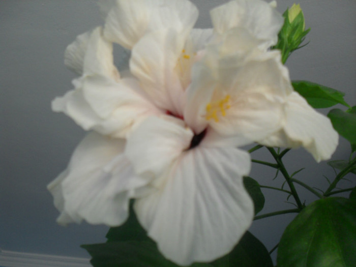 009 - HIBISCUS 2012