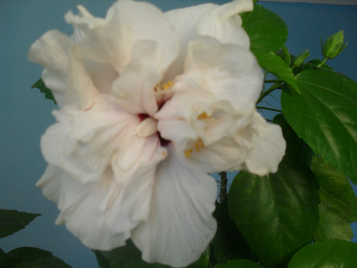 012 - HIBISCUS 2012