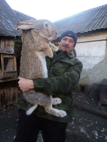 getImage (5) - IEPURI din UCRAINA