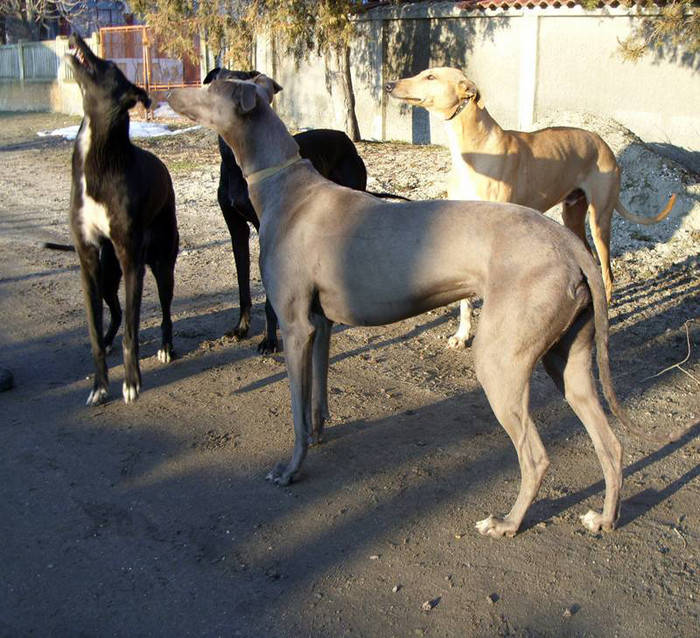 ogar003 - ogary greyhound album