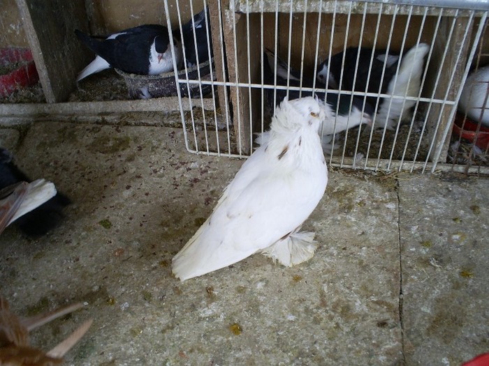 S5030389 - porumbei 2012