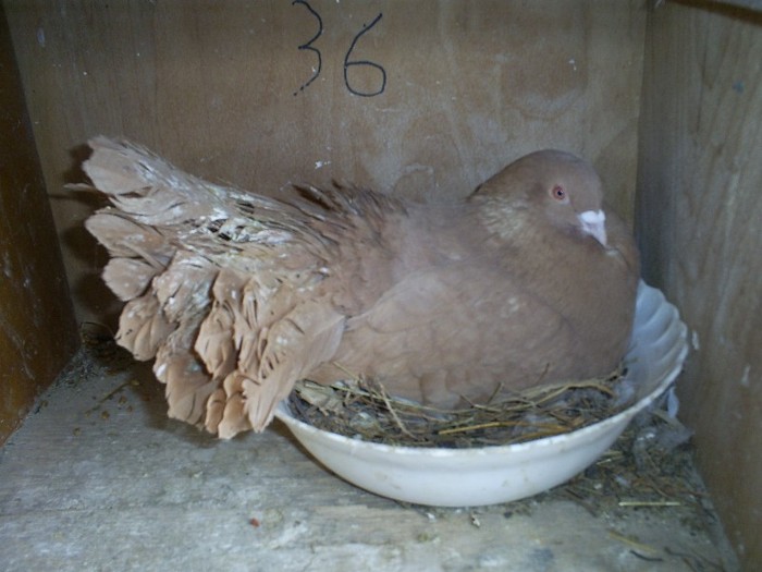 S5030408 - porumbei 2012
