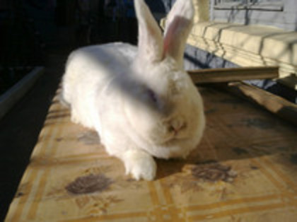 60005813_NVAWPFT