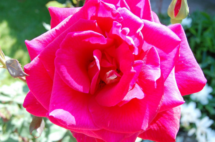 vara-in-imagini-poza-4-65014x1024