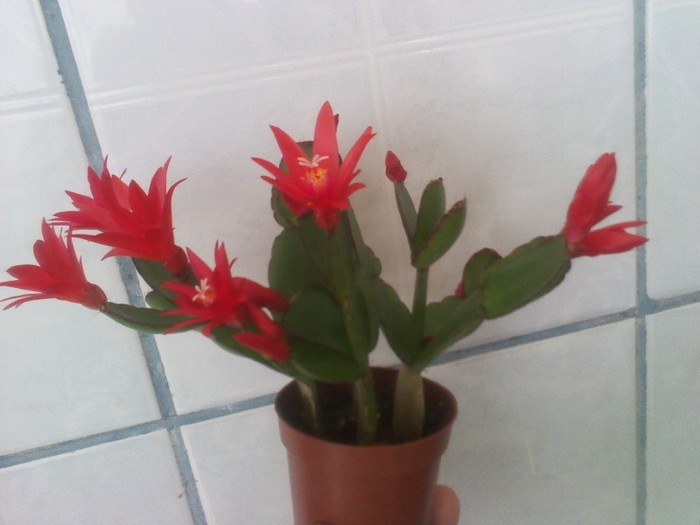 sunt..1.03.2012 - rhipsalidopsis- cactusul pastelui