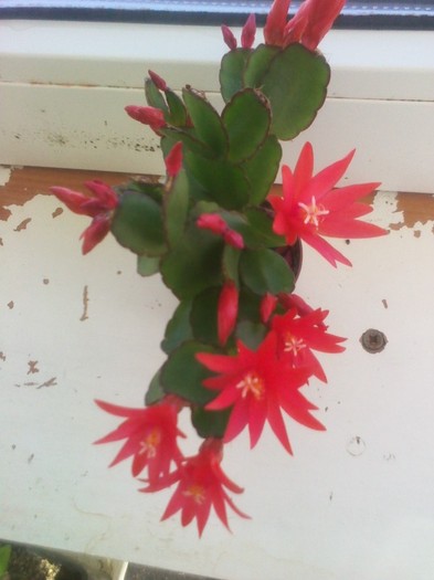 dar am...1.03.2012 - rhipsalidopsis- cactusul pastelui