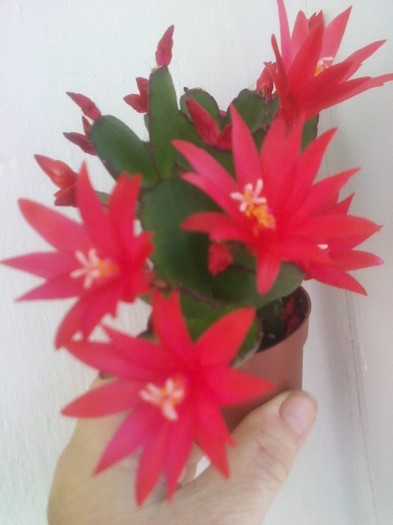 flori multe...1.03.2012 - rhipsalidopsis- cactusul pastelui