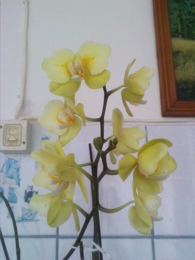 inflorit,...1.03.2012 - orhidee 2012