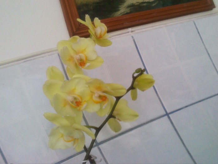 bobocei!!1.03.2012 - orhidee 2012