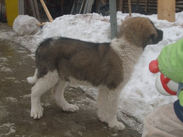 2 luni si 2 saptamani - Ciobanesc de Bucovina