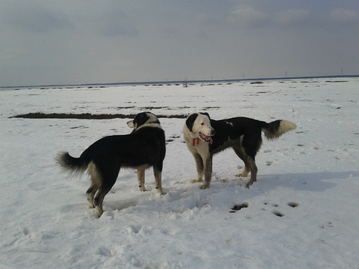 20120229_143812 - CIOBANESTI  DE BUCOVINA