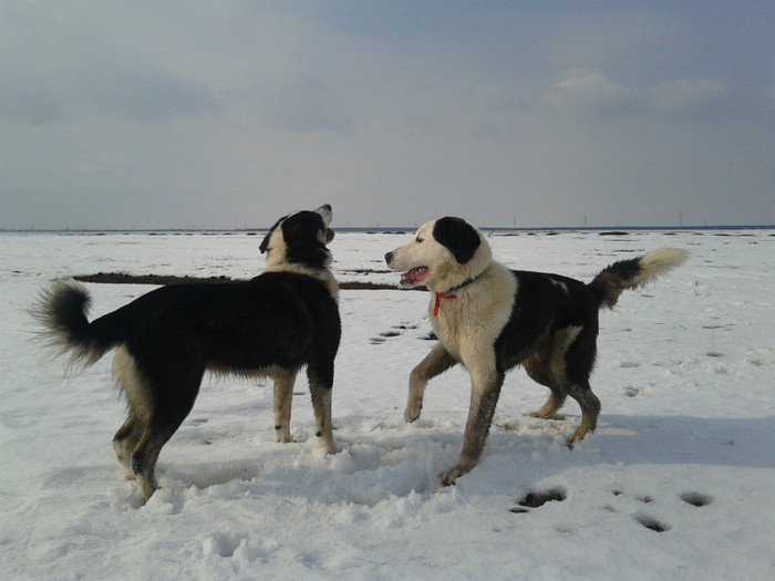 20120229_143817 - CIOBANESTI  DE BUCOVINA