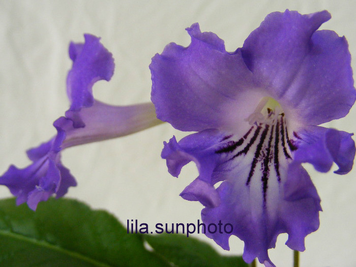  - streptocarpus SALSA