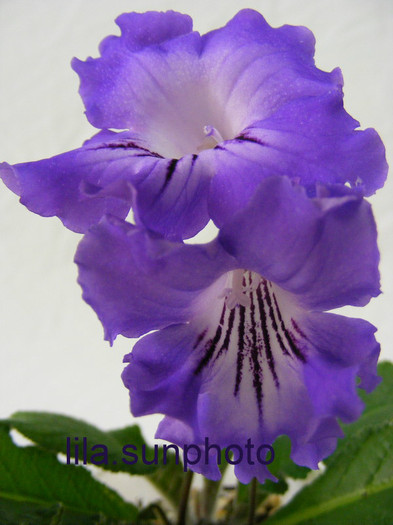  - streptocarpus SALSA