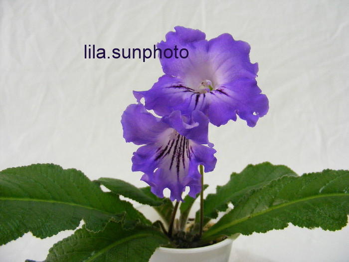  - streptocarpus SALSA