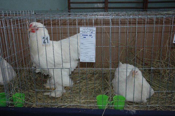 Brahma alb; expozant -Radu  Mihalcea
