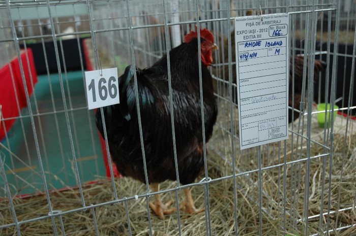 Rhode  Island; expozant- Tiberiu  Gheorghe
