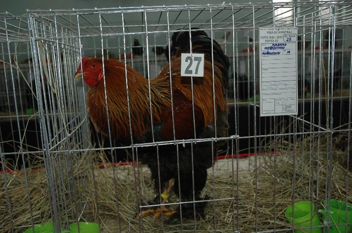 Brahma potarnichiu; expozant- Dumitru  Balamau

