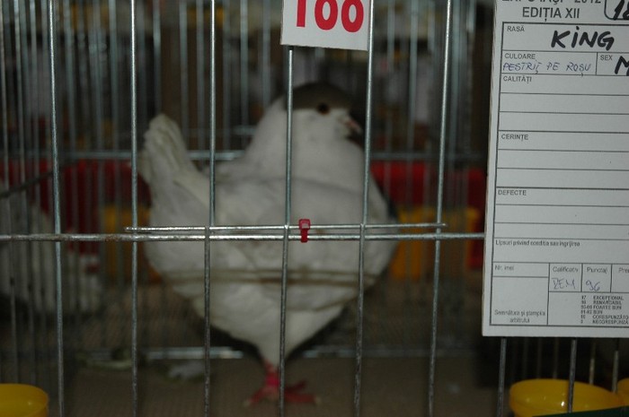 King- pestrit pe rosu; expozant- Dumitru Cochindau

