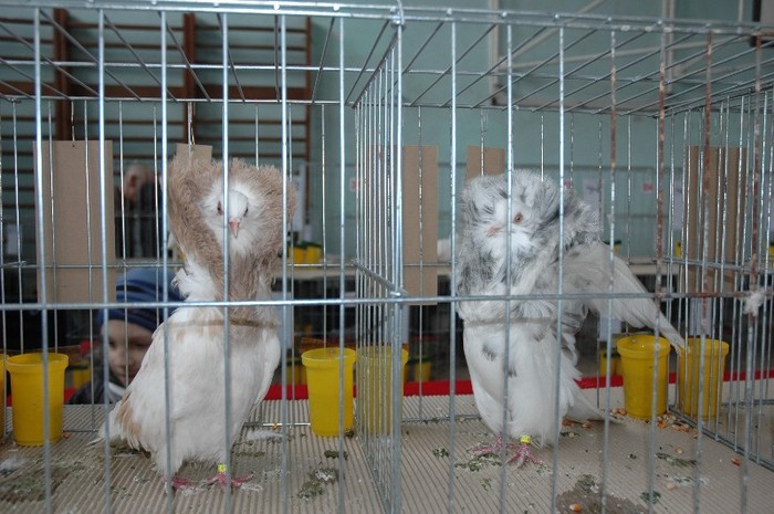 Gulerati  -galben pal; expozant- Bogdan  Sandu
