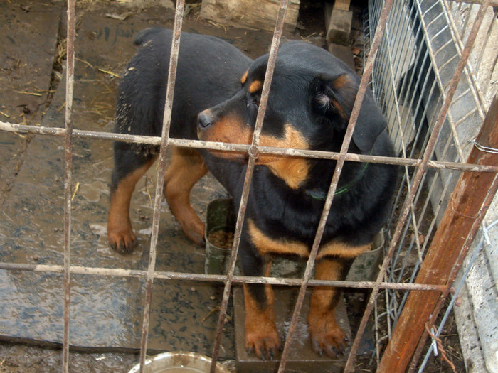 DSC00701 - rottweiler