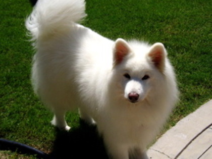 Samoyed