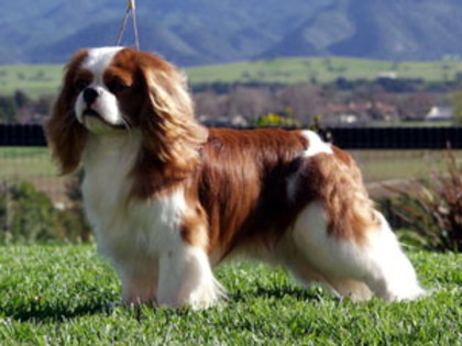 Spaniel Cavaler King Charles