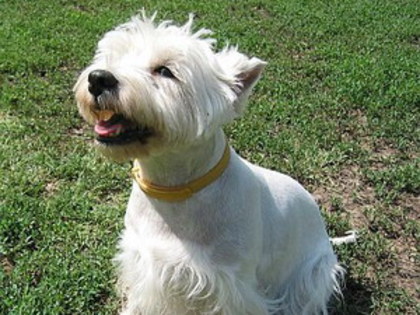 Westie