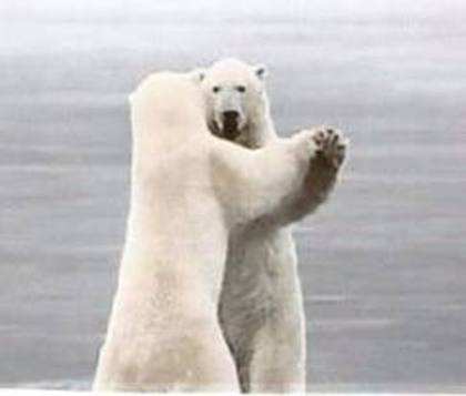 danseaza bine:)! - ursi polari