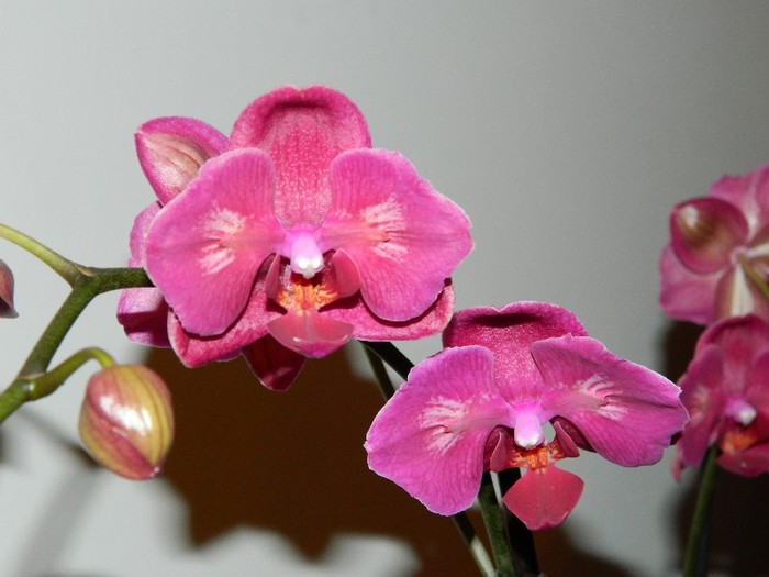 DSCN0307 - Phalaenopsis new edition