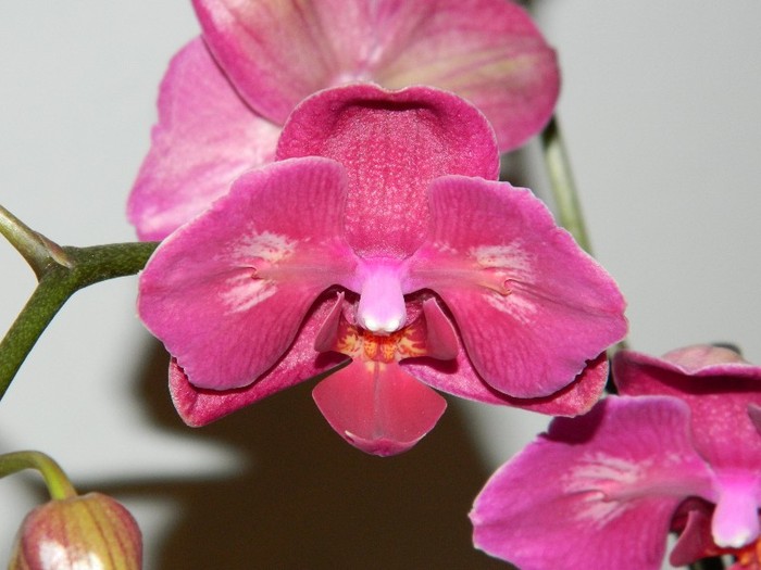DSCN0314 - Phalaenopsis new edition