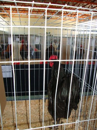 AUSTRALORP - Breaza 2012 3-4 Martie