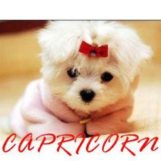 Capricorn - Animaleee