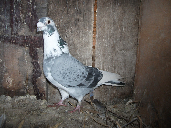M 2007 Vandut - Voiajori - DE VANZARE