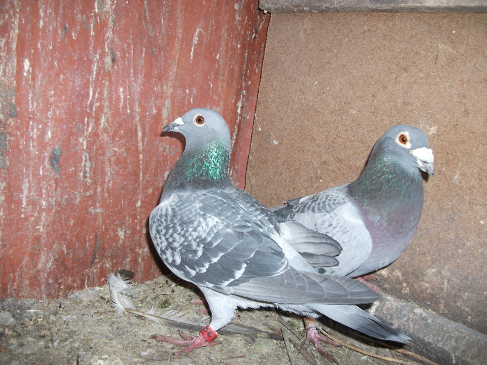 M 2009 + F 2010 - Voiajori - DE VANZARE