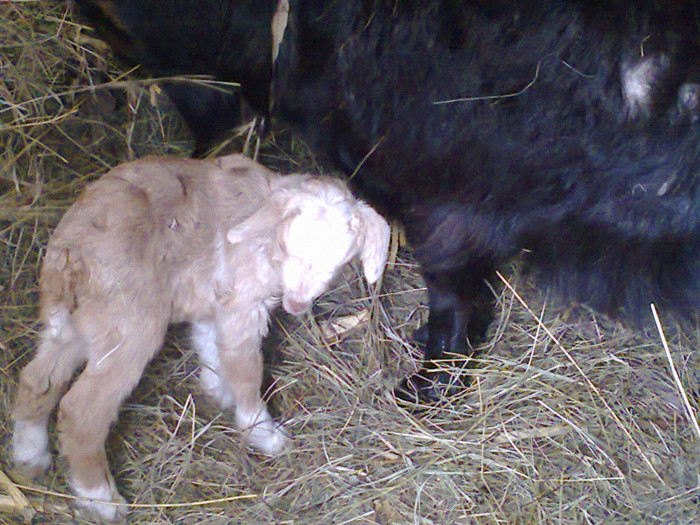 Fotografie0188 - Alte animale ale bunicului meu si ale mele