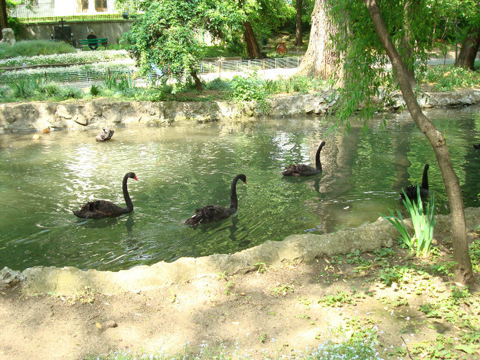 051 - PARCUL CISMIGIU BUCURESTI