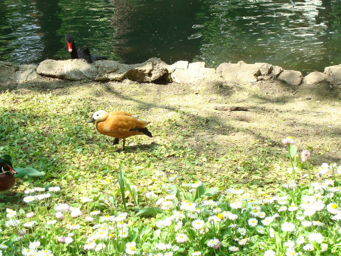 055 - PARCUL CISMIGIU BUCURESTI