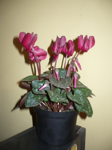 cyclamen - Floricica primita de 1 martie