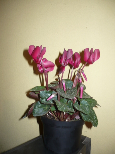 cyclamen