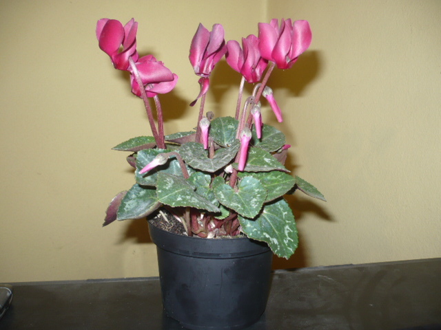 cyclamen - Floricica primita de 1 martie