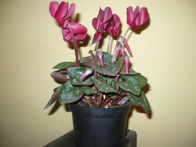 cyclamen - Floricica primita de 1 martie