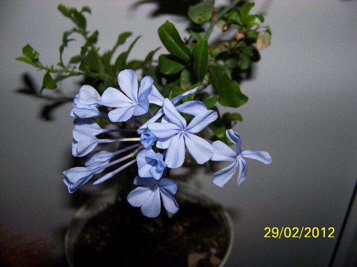 283_4964 - plumbago