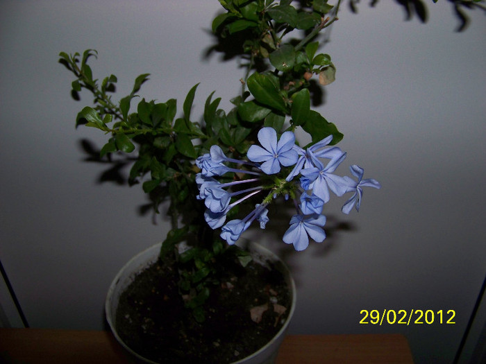 283_4974 - plumbago